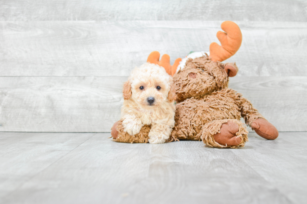 Small Poodle Baby