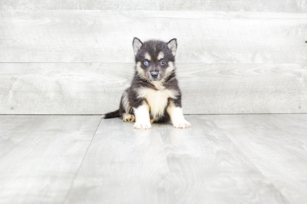 Little Mini Husky Designer Puppy