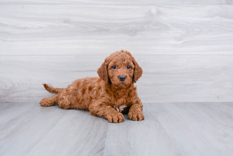 Sweet Mini Goldendoodle Baby