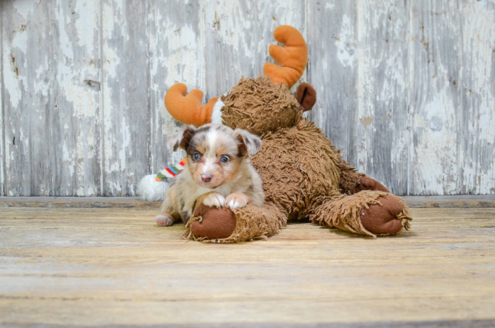 Best Mini Aussiedoodle Baby