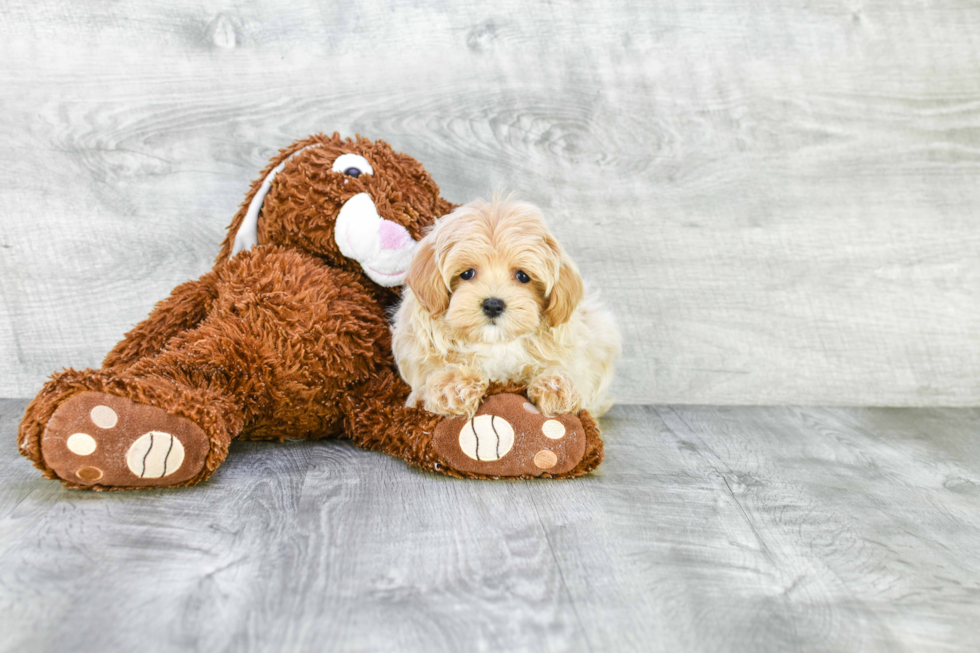 Best Maltipoo Baby