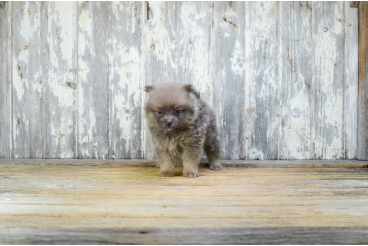 Energetic Pomeranian Purebred Puppy