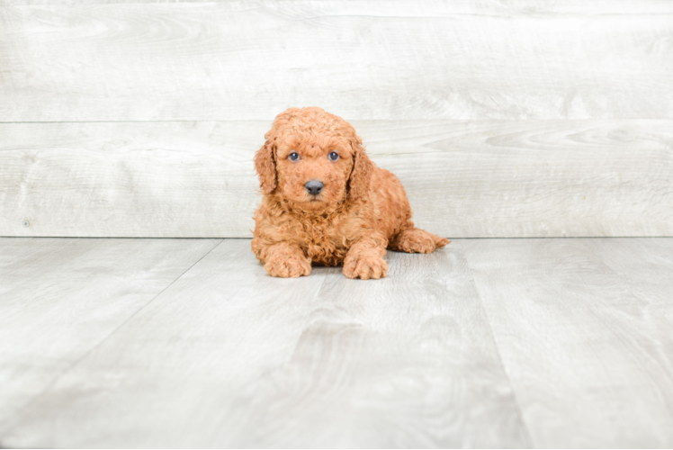 Happy Mini Goldendoodle Baby