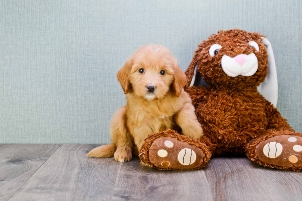 Popular Mini Goldendoodle Poodle Mix Pup