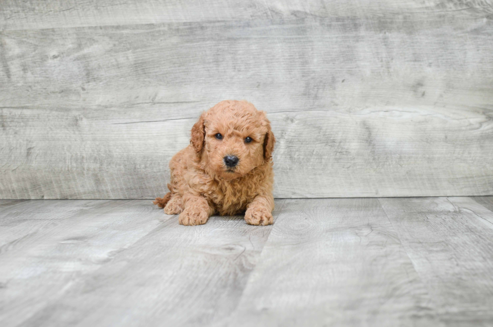 Mini Goldendoodle Puppy for Adoption