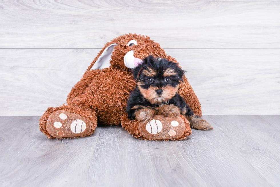 Meet Timmy - our Yorkshire Terrier Puppy Photo 