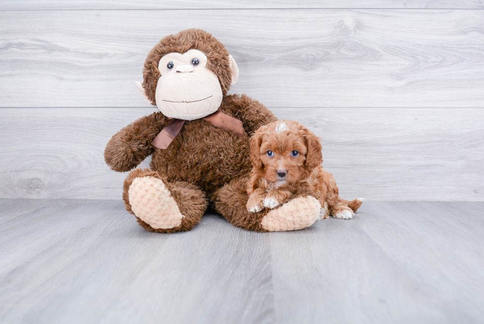 Best Cavapoo Baby