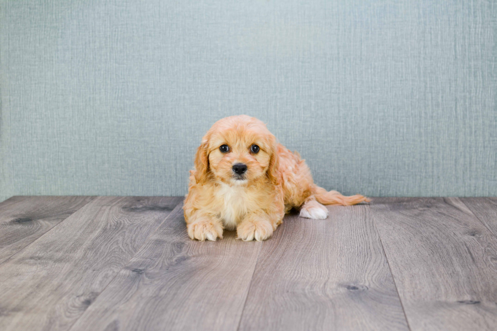 Cavapoo Pup Being Cute