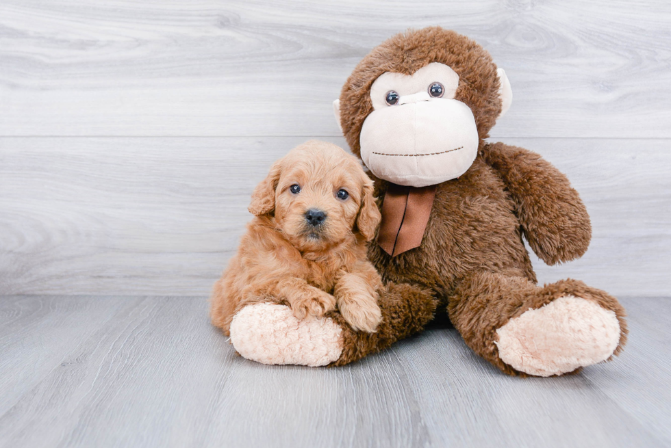 Petite Mini Goldendoodle Poodle Mix Pup