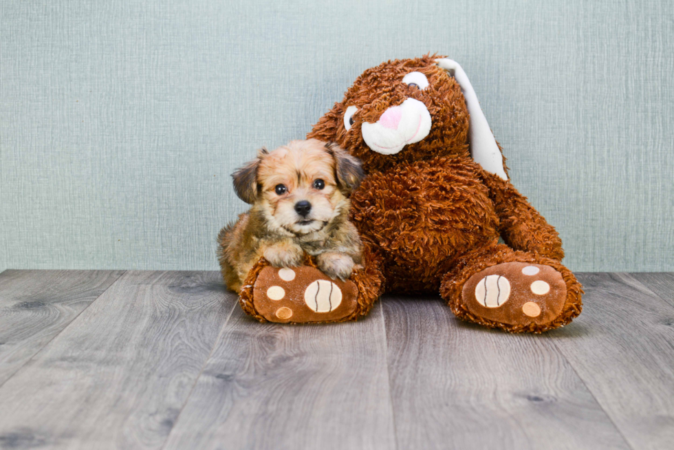 Fluffy Morkie Designer Pup