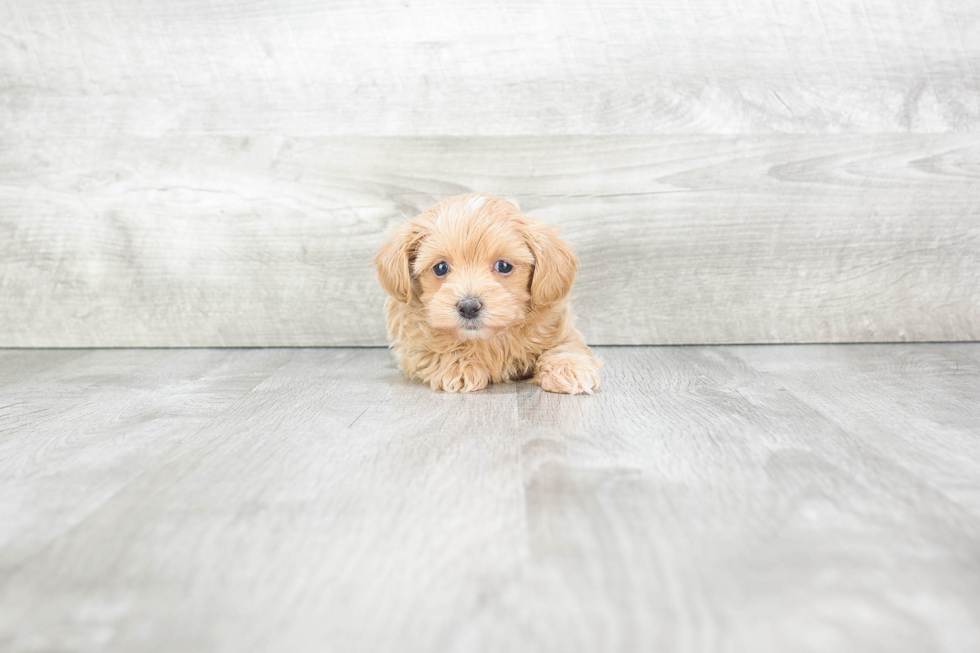 Best Maltipoo Baby