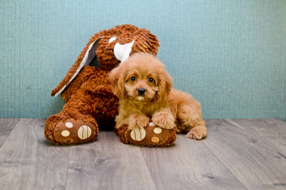 Friendly Cavapoo Baby