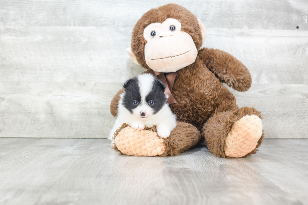 Best Pomeranian Baby