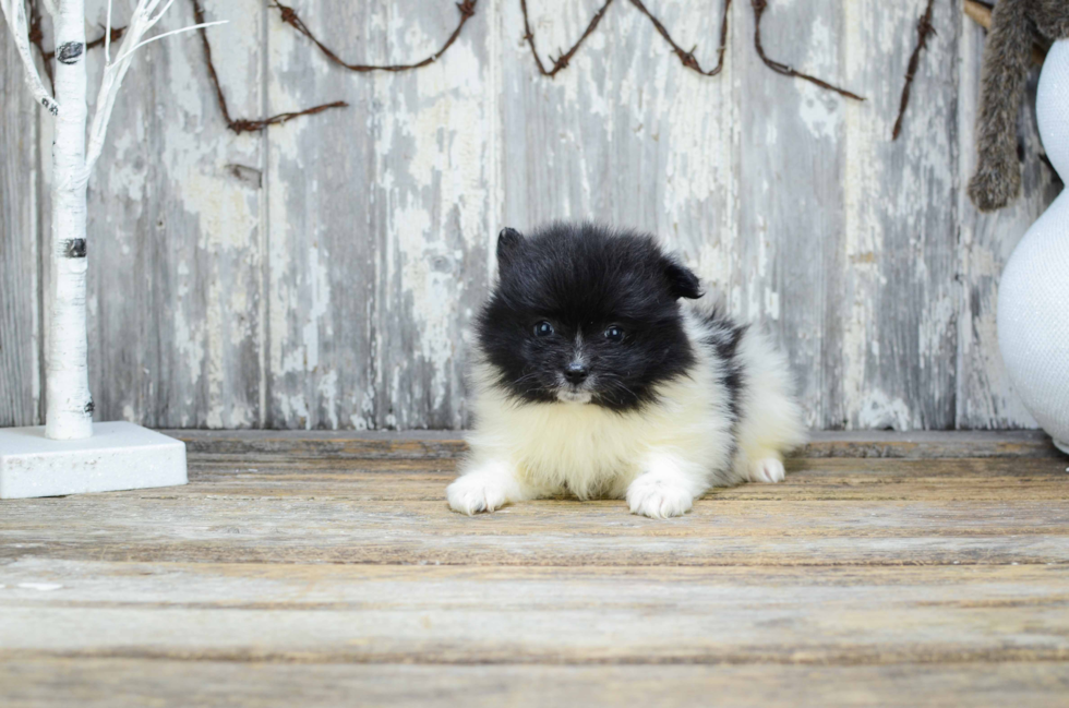 Funny Pomeranian Purebred Pup