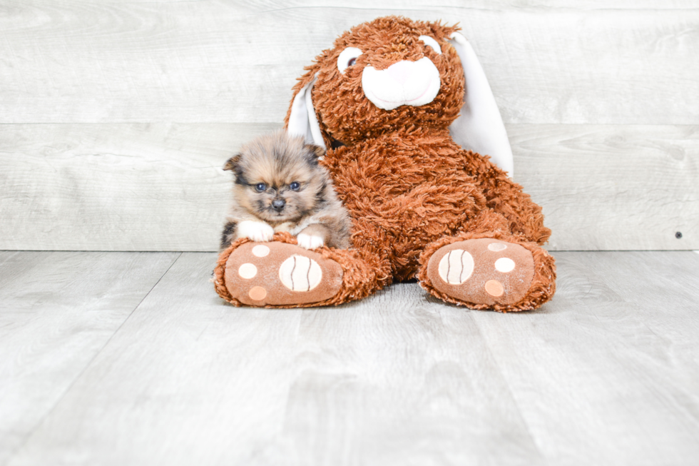 Energetic Pomeranian Purebred Puppy