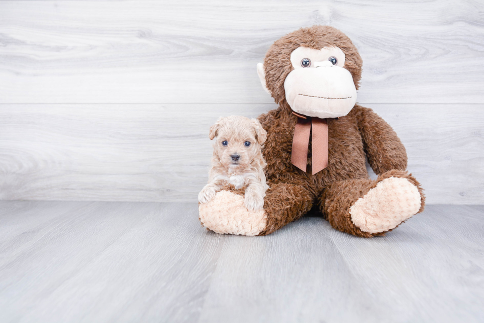 Maltipoo Pup Being Cute