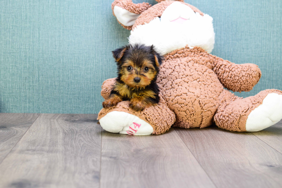 Meet Micro-Teacup-Goldie - our Yorkshire Terrier Puppy Photo 