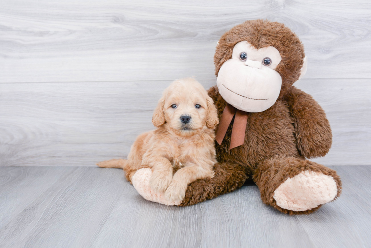 Sweet Mini Goldendoodle Baby