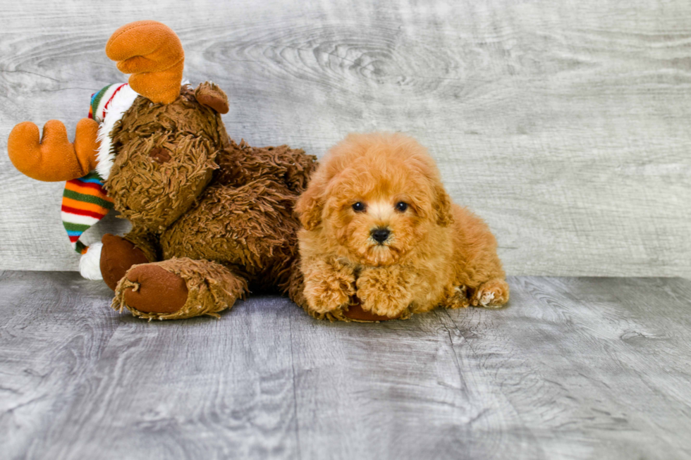 Friendly Maltipoo Baby