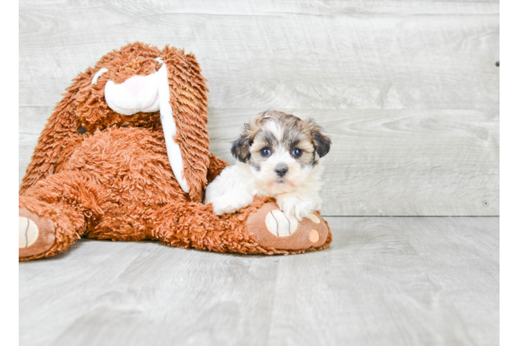 Funny Havanese Purebred Pup