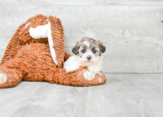 Funny Havanese Purebred Pup