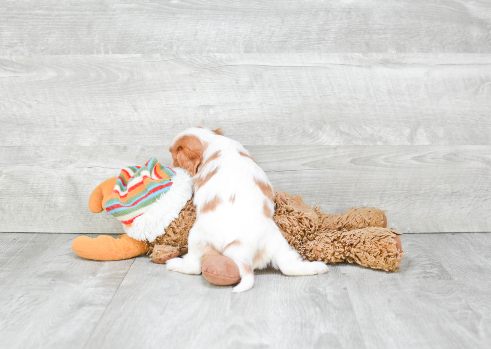 Friendly Cavalier King Charles Spaniel Purebred Pup