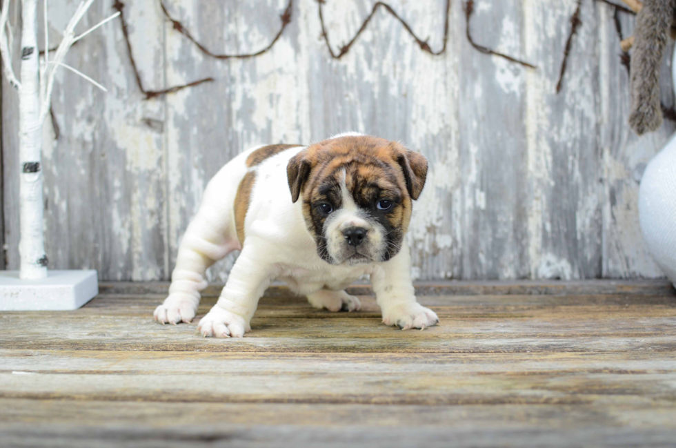 Best English Bulldog Baby