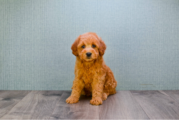 Mini Goldendoodle Puppy for Adoption