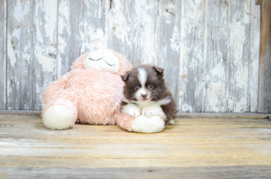 Happy Pomeranian Purebred Puppy