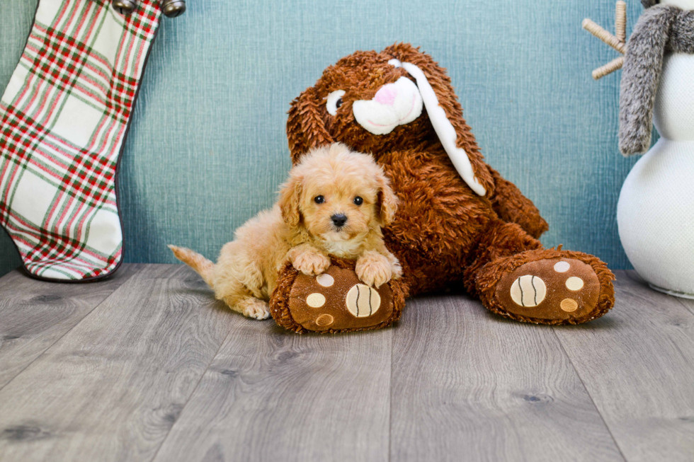 Cavapoo Pup Being Cute