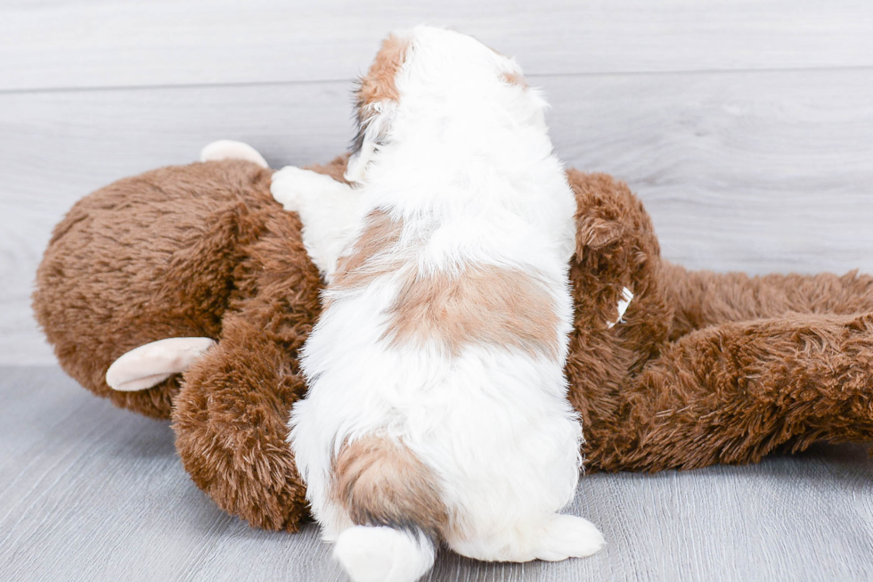 Friendly Teddy Bear Baby