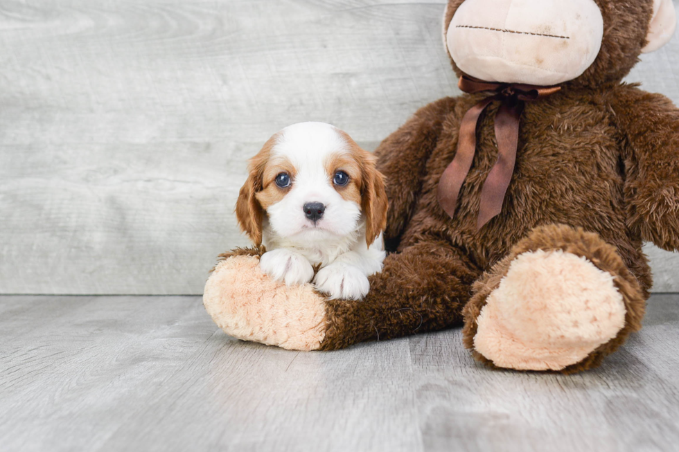 Akc Registered Cavalier King Charles Spaniel Baby