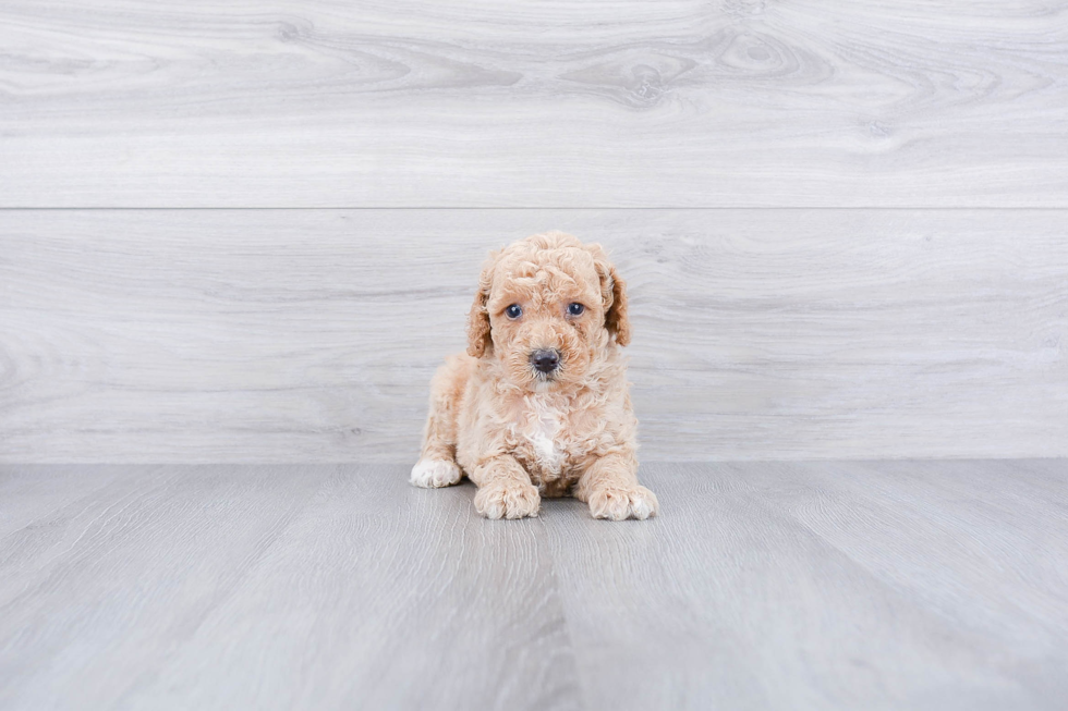 Best Mini Goldendoodle Baby