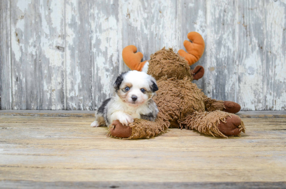 Friendly Mini Aussiedoodle Baby