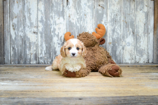 Cavapoo Puppy for Adoption