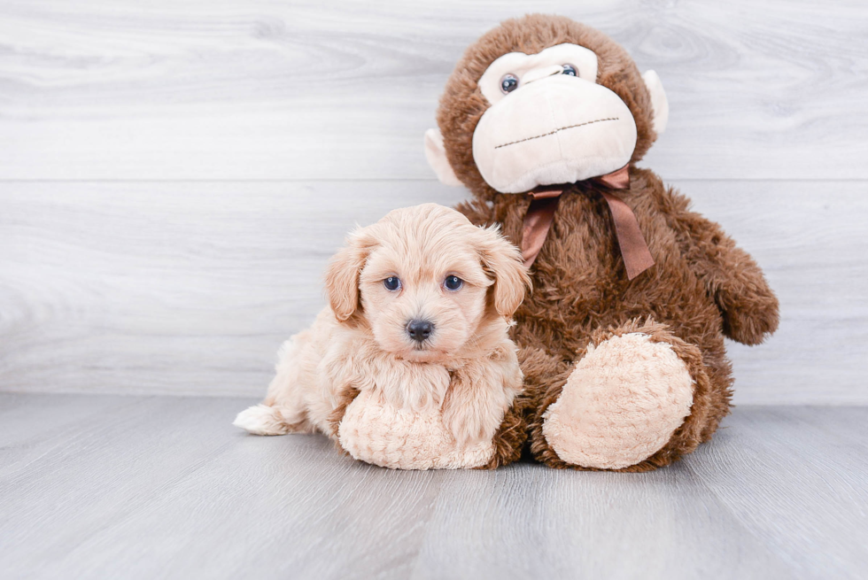 Maltipoo Puppy for Adoption