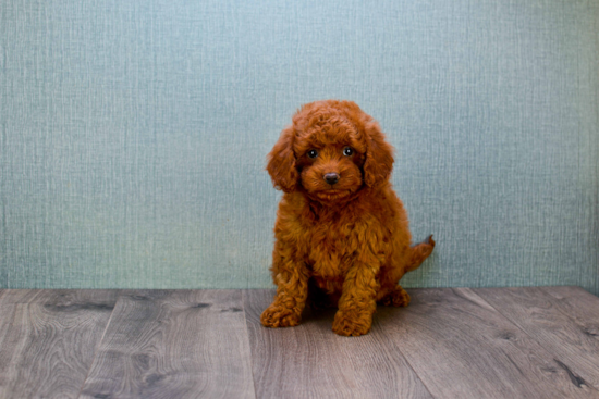 Best Mini Goldendoodle Baby