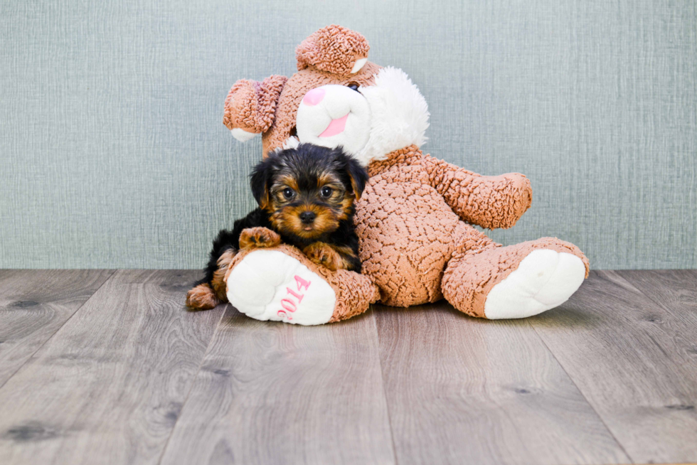 Meet Izzie - our Yorkshire Terrier Puppy Photo 