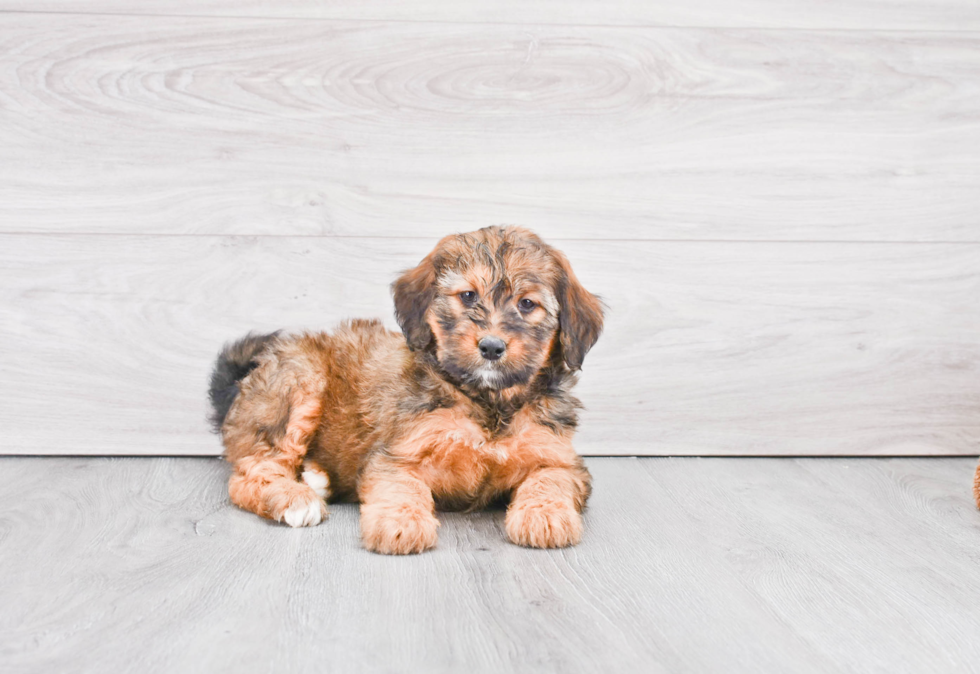 Friendly Mini Bernedoodle Baby