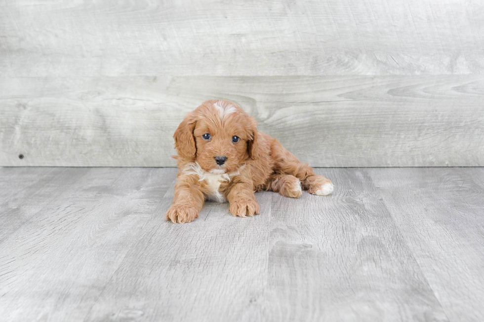 Cavapoo Puppy for Adoption