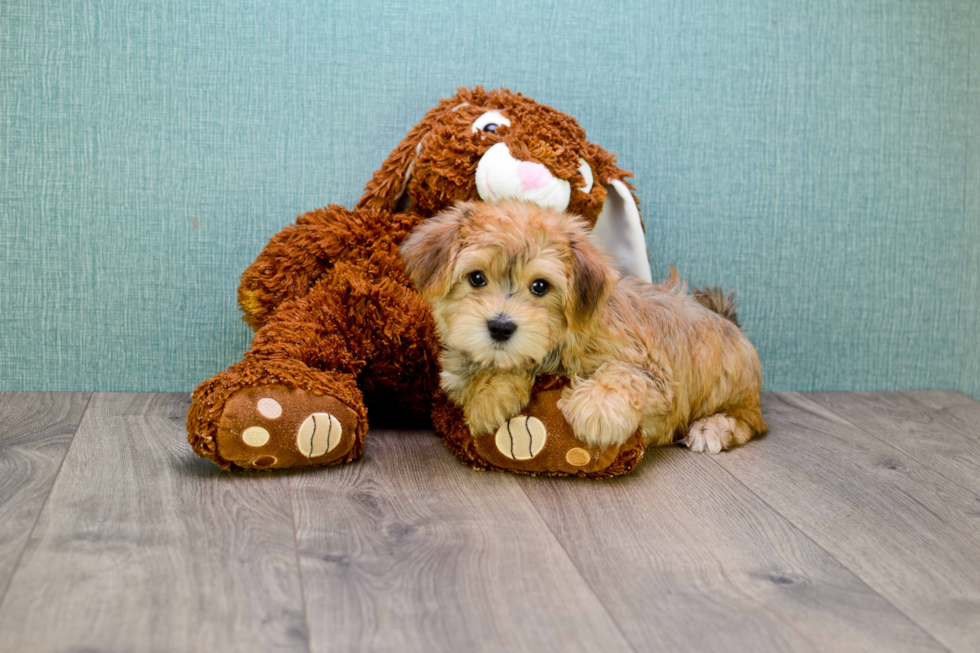 Morkie Pup Being Cute