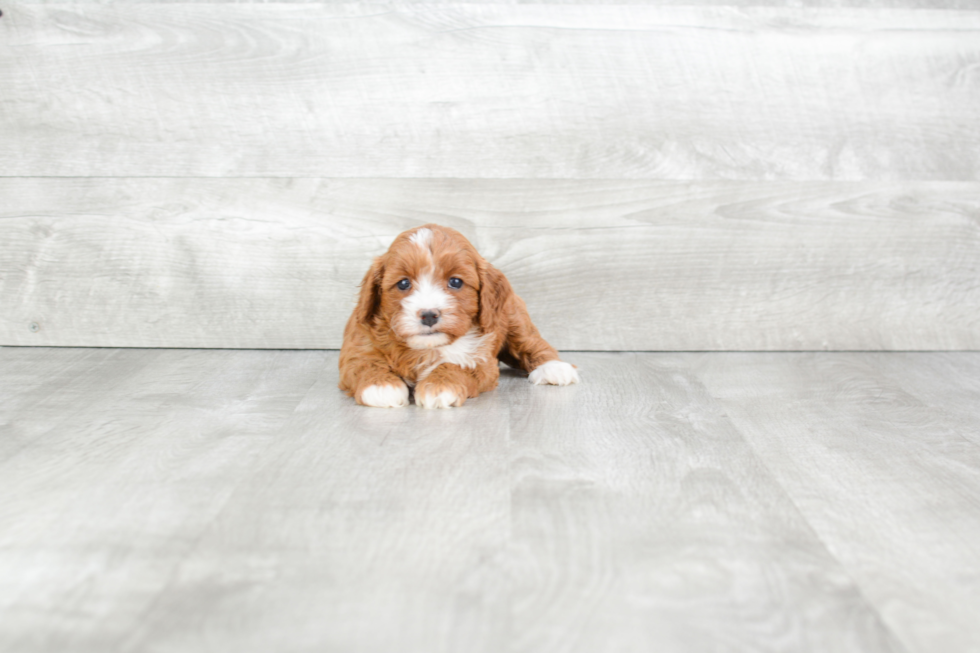 Fluffy Cavapoo Poodle Mix Pup