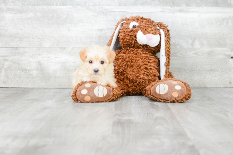 Maltipoo Pup Being Cute