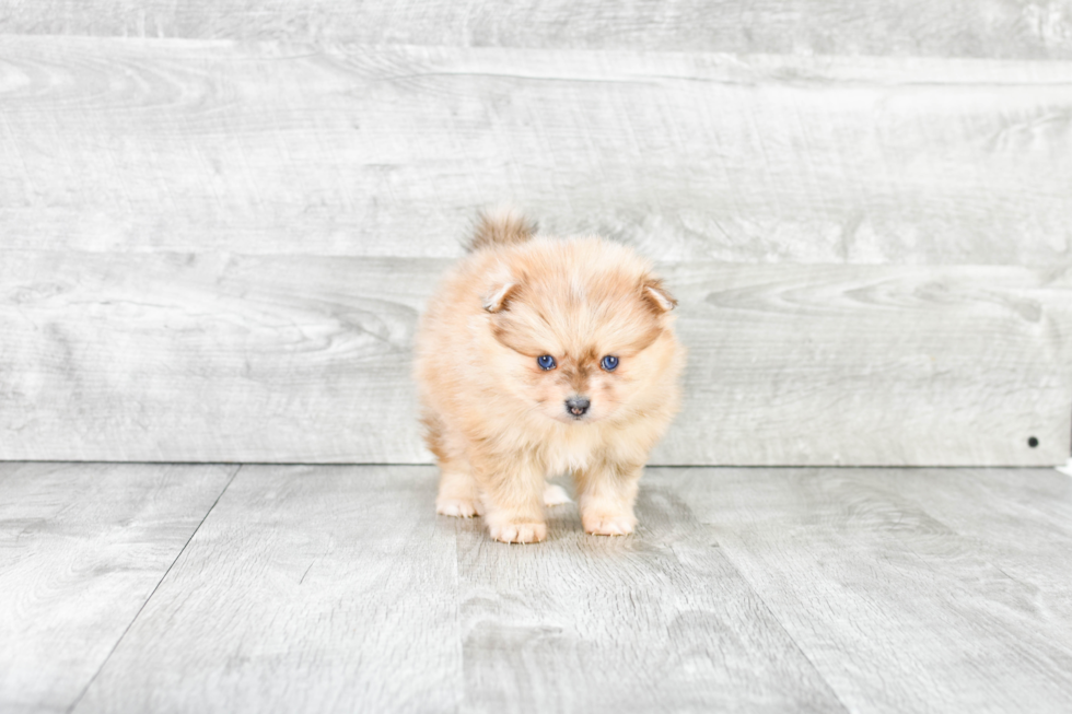 Small Pomeranian Purebred Pup