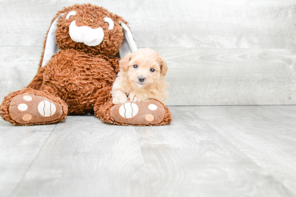 Best Maltipoo Baby