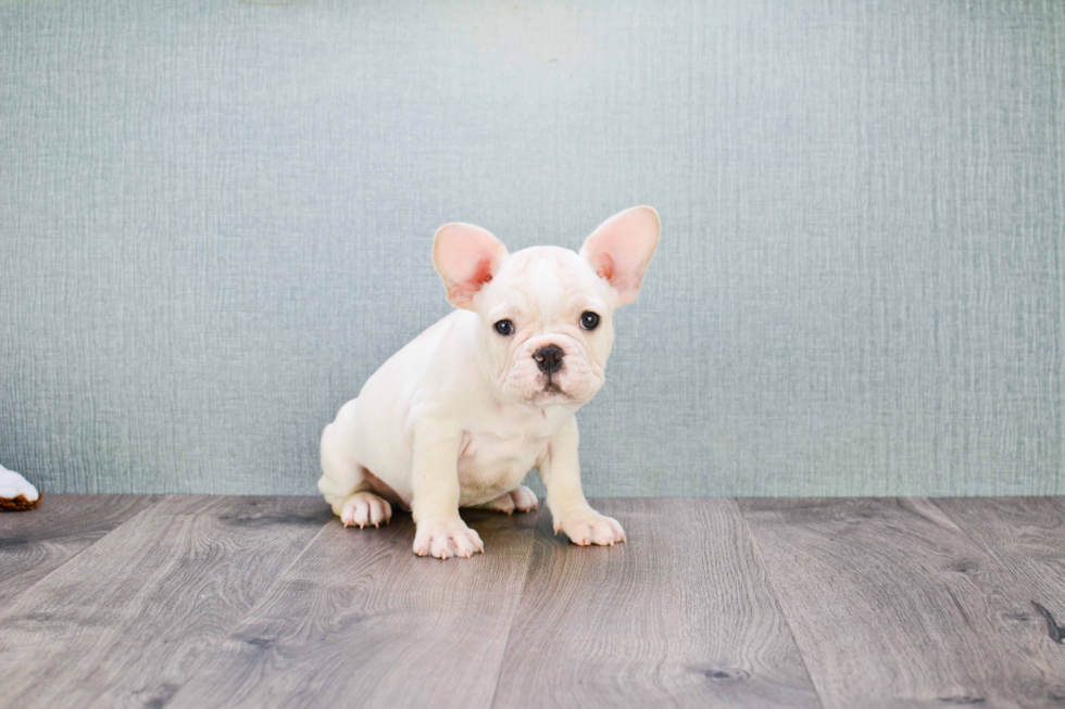 Friendly French Bulldog Baby