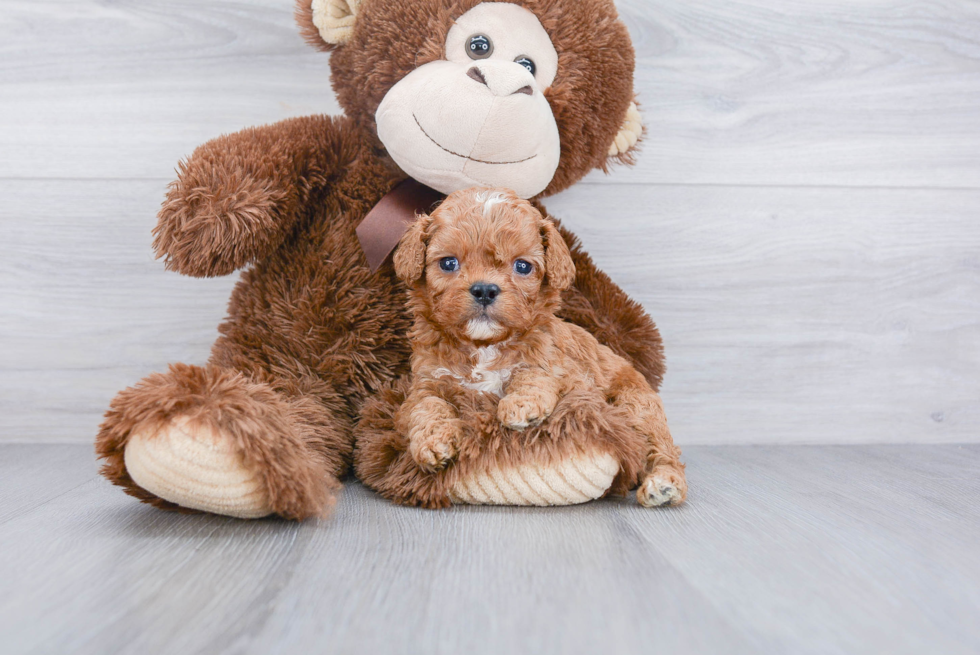 Best Cavapoo Baby