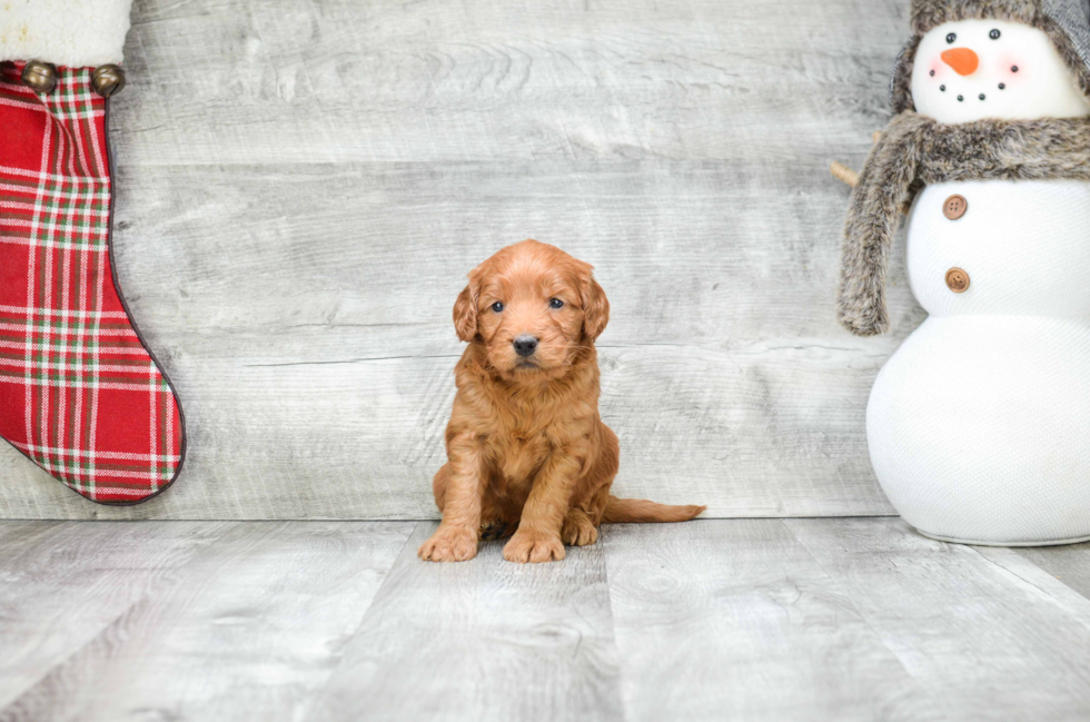 Best Mini Goldendoodle Baby