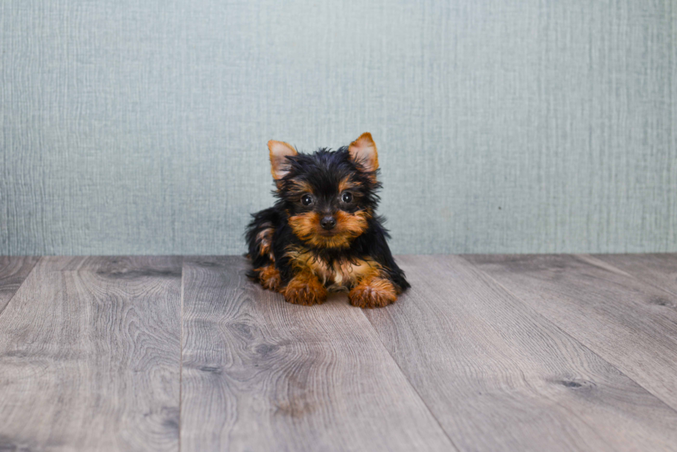 Meet Batman - our Yorkshire Terrier Puppy Photo 