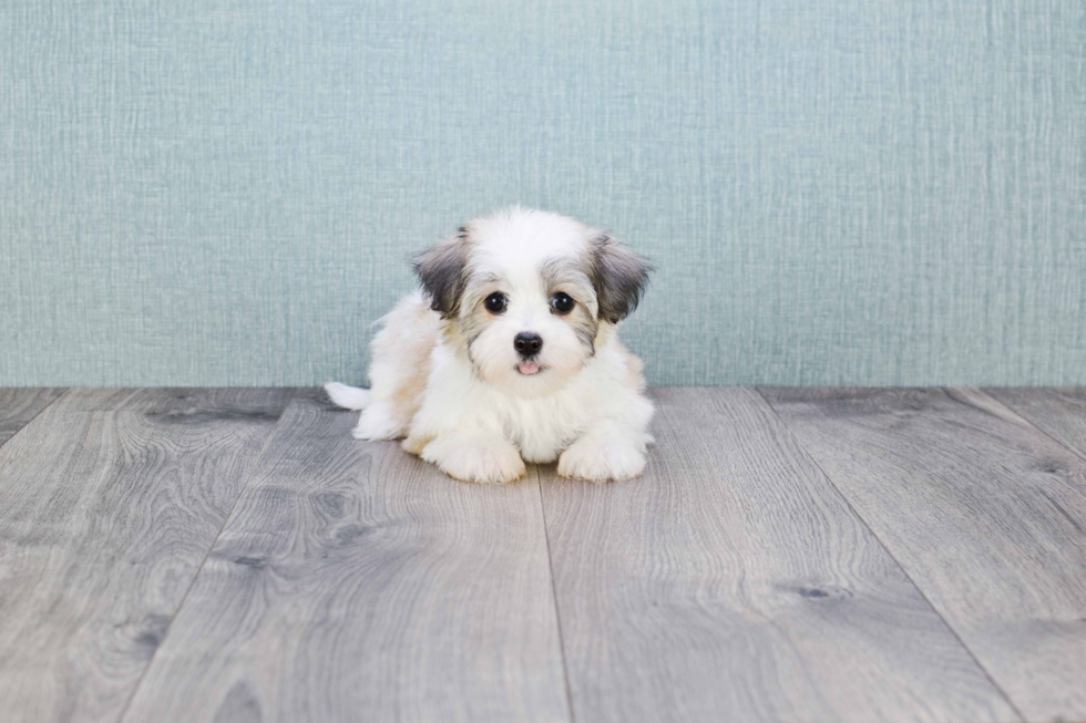 Little Havanese Baby